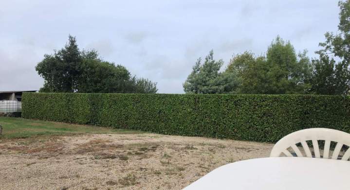 Taille de haie Pluduno